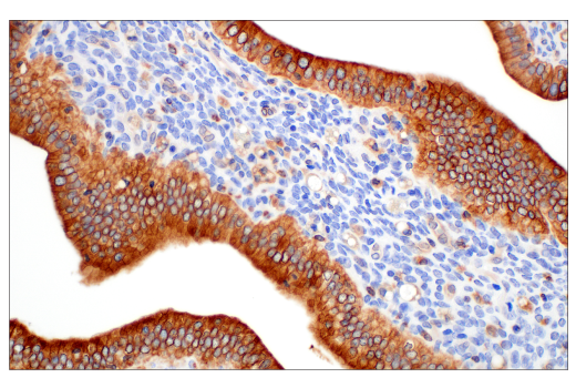 Immunohistochemistry Image 9: STING (D2P2F) Rabbit mAb (BSA and Azide Free)