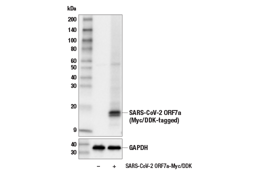 Western Blotting Image 2: SARS-CoV-2 ORF7a Antibody