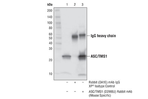 Immunoprecipitation Image 1: ASC/TMS1 (D2W8U) Rabbit mAb (Mouse Specific)