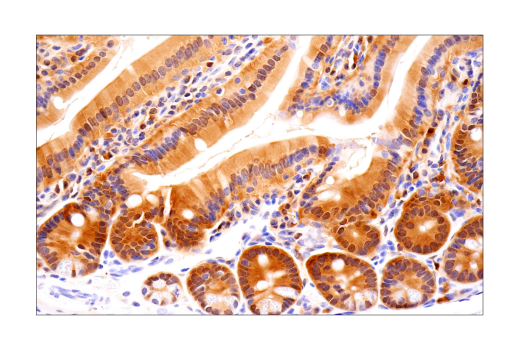 Immunohistochemistry Image 6: ASC/TMS1 (D2W8U) Rabbit mAb (Mouse Specific)