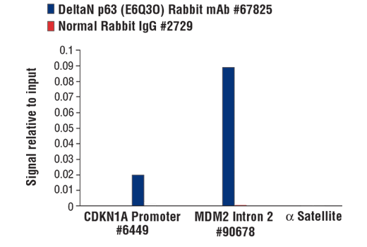 Chromatin Immunoprecipitation Image 1: DeltaN p63 (E6Q3O) Rabbit mAb