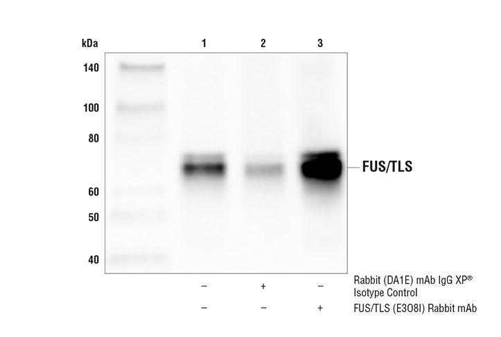 Immunoprecipitation Image 1: FUS/TLS (E3O8I) Rabbit mAb