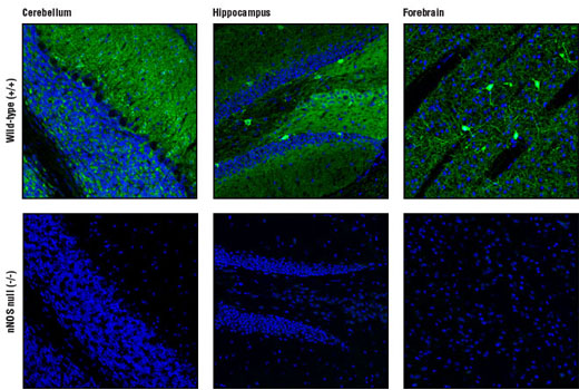 Immunofluorescence Image 1: nNOS (C7D7) Rabbit mAb (BSA and Azide Free)