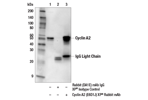 Immunoprecipitation Image 1: Cyclin A2 (E6D1J) XP® Rabbit mAb