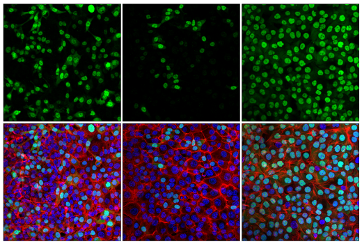 Immunofluorescence Image 1: Cyclin A2 (E6D1J) XP® Rabbit mAb