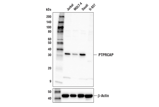 Western Blotting Image 1: PTPRCAP Antibody