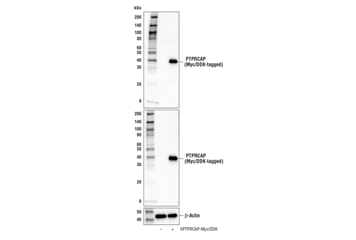 Western Blotting Image 2: PTPRCAP Antibody