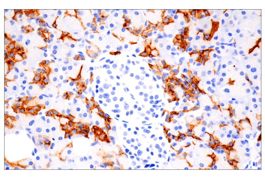 Immunohistochemistry Image 3: CA 19-9 (C241:5:1:4) Mouse mAb