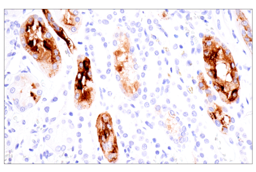 Immunohistochemistry Image 8: CA 19-9 (C241:5:1:4) Mouse mAb