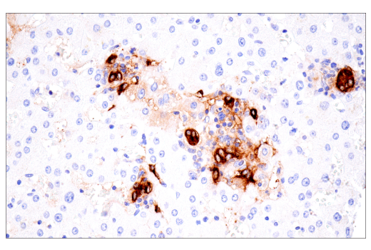 Immunohistochemistry Image 6: CA 19-9 (C241:5:1:4) Mouse mAb