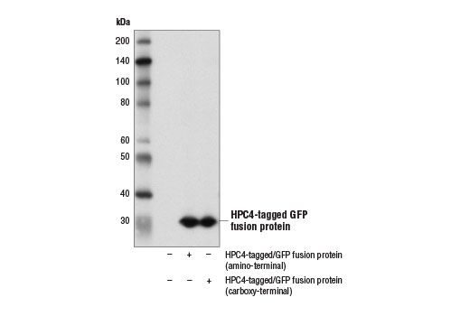 Western Blotting Image 1: HPC4-Tag Antibody
