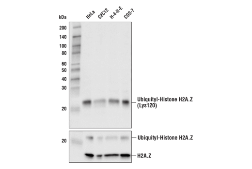 Western Blotting Image 1: Ubiquityl-Histone H2A.Z (Lys120) (E6G7X) Rabbit mAb
