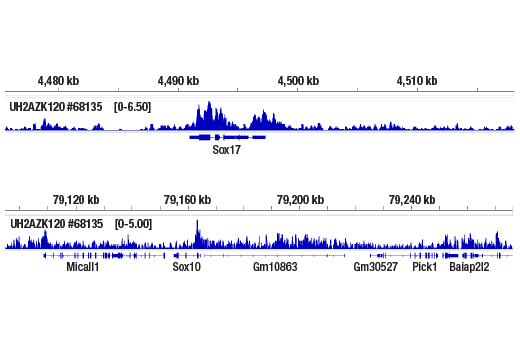 Chromatin Immunoprecipitation Image 2: Ubiquityl-Histone H2A.Z (Lys120) (E6G7X) Rabbit mAb