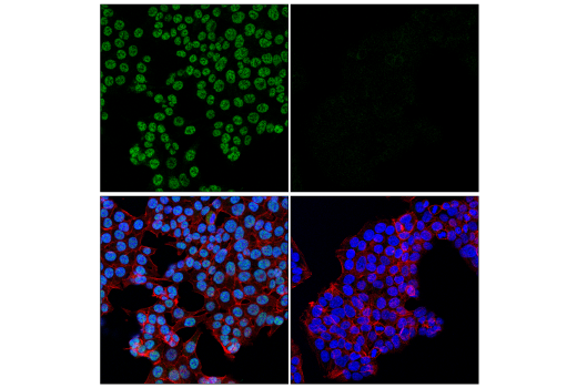 Immunofluorescence Image 1: Cyclin C (E6V4Z) Rabbit mAb