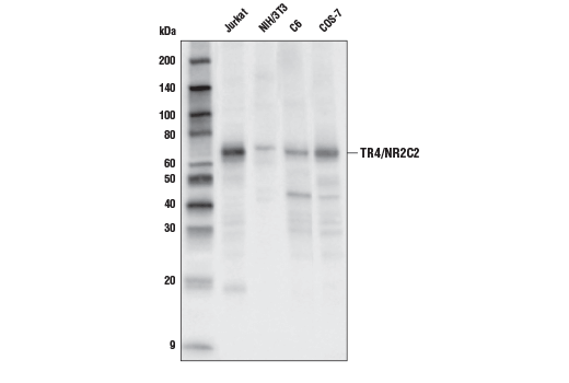 Western Blotting Image 1: TR4/NR2C2 Antibody