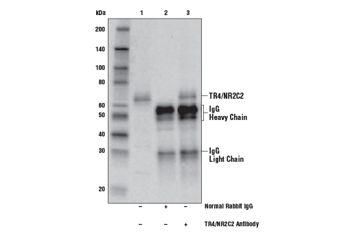 Immunoprecipitation Image 1: TR4/NR2C2 Antibody