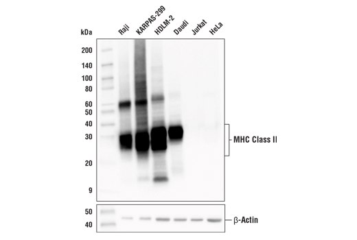  Image 4: Suppressive Myeloid Cell Phenotyping IHC Antibody Sampler Kit