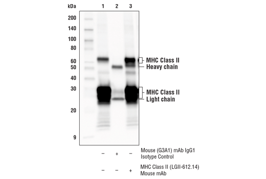 Immunoprecipitation Image 1: MHC Class II (LGII-612.14) Mouse mAb
