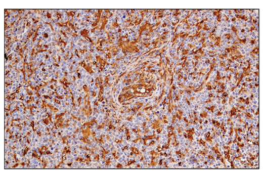 Immunohistochemistry Image 6: MHC Class II (LGII-612.14) Mouse mAb