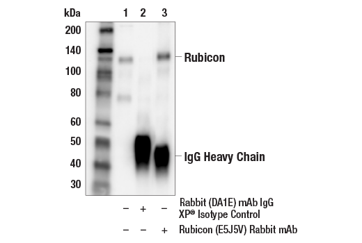 Immunoprecipitation Image 1: Rubicon (E5J5V) Rabbit mAb