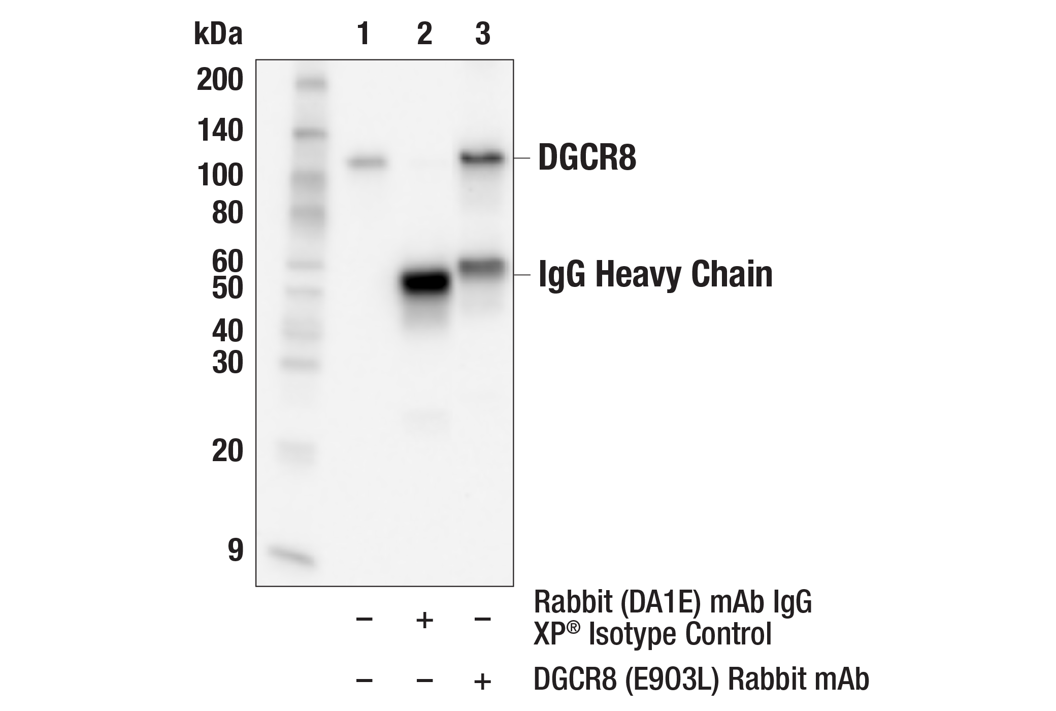 Immunoprecipitation Image 1: DGCR8 (E9O3L) Rabbit mAb