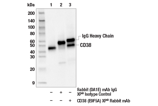 Immunoprecipitation Image 1: CD38 (E9F5A) XP® Rabbit mAb