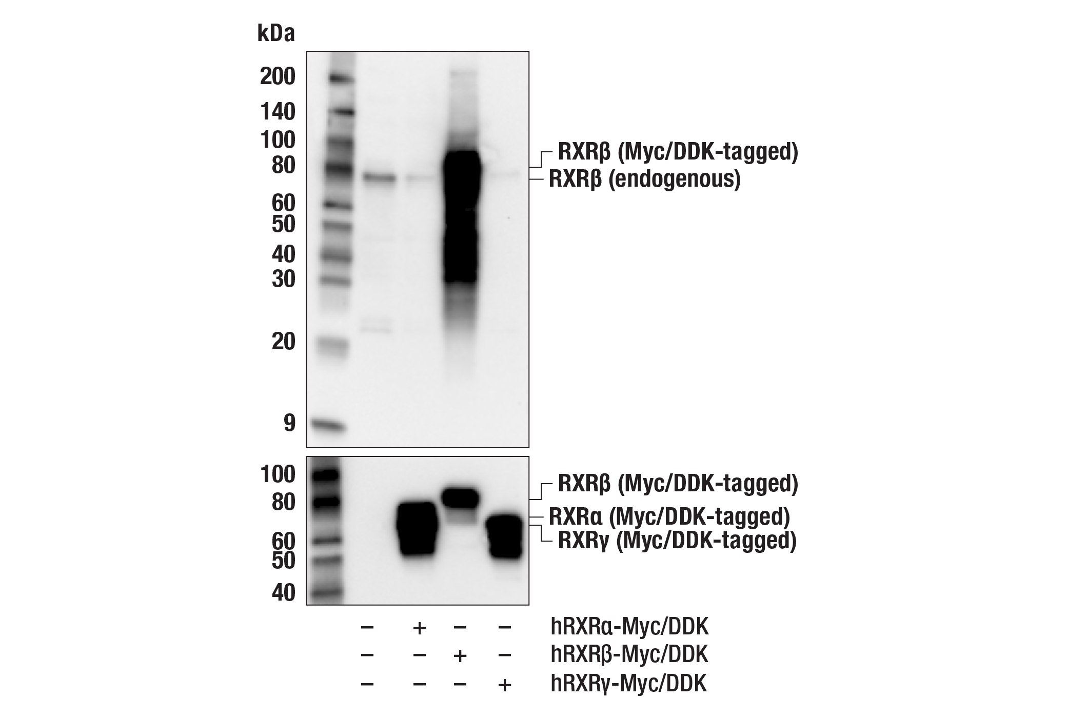 Western Blotting Image 3: RXR beta (F2O7C) Rabbit Monoclonal Antibody