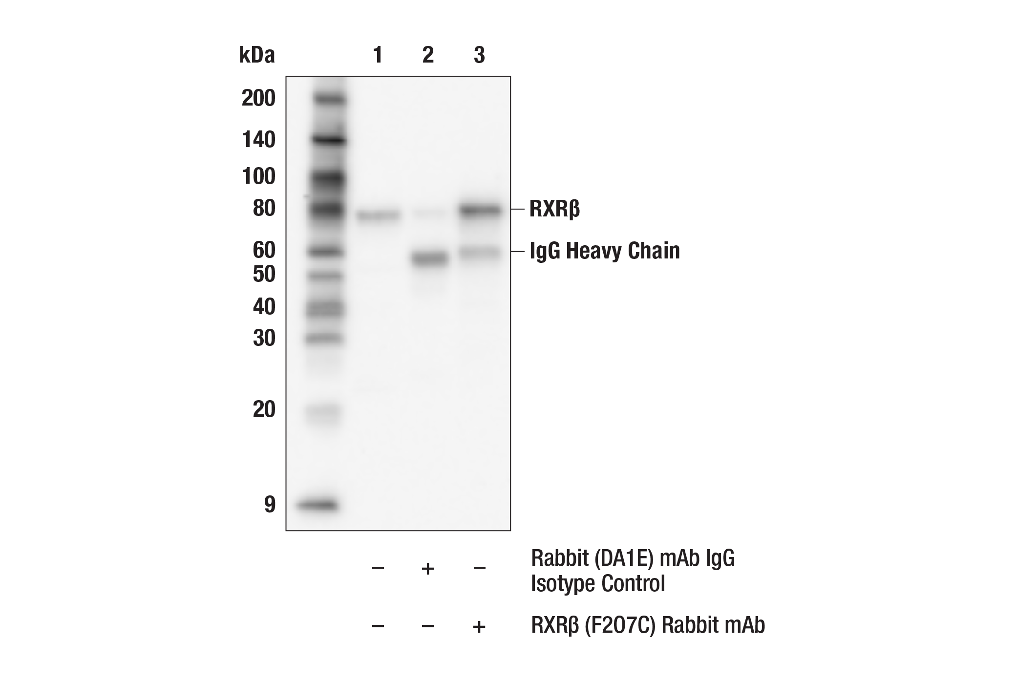 Immunoprecipitation Image 1: RXR beta (F2O7C) Rabbit Monoclonal Antibody