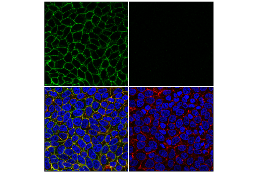 Immunofluorescence Image 4: Occludin (6B8A3) Rat mAb