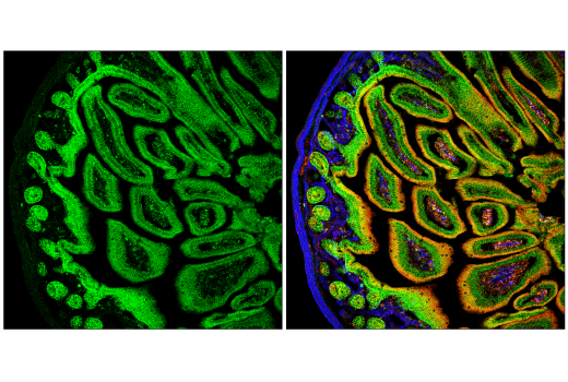 Immunofluorescence Image 3: Occludin (6B8A3) Rat mAb