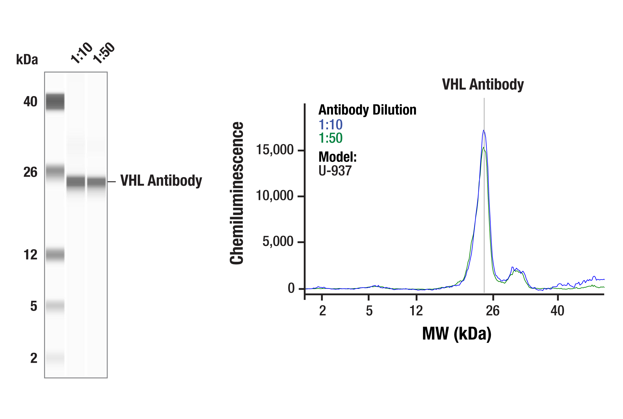 Western Blotting Image 2: VHL Antibody