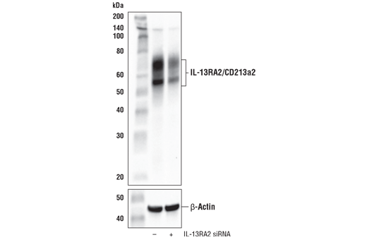 Western Blotting Image 3: IL-13RA2/CD213a2 (E7U7B) Rabbit mAb (BSA and Azide Free)