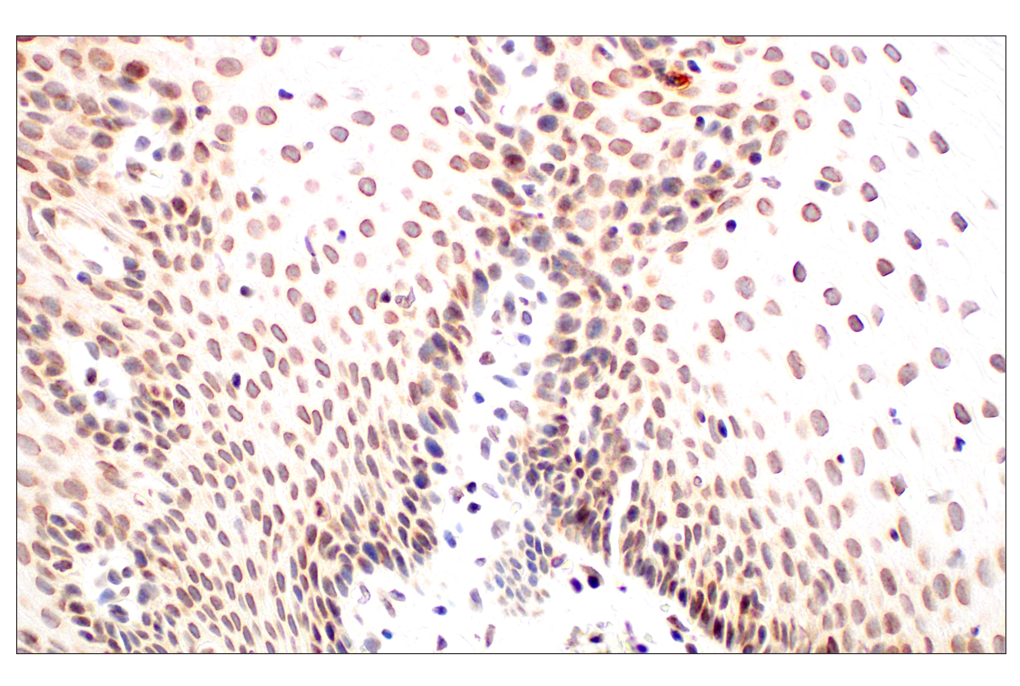 Immunohistochemistry Image 5: POM121 (E3W3J) Rabbit mAb