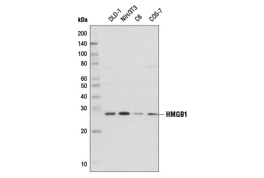  Image 6: Senescence Marker Antibody Sampler Kit