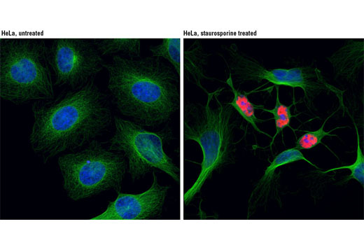 Immunofluorescence Image 1: Cleaved PARP (Asp214) (D64E10) XP® Rabbit mAb (Alexa Fluor® 555 Conjugate)