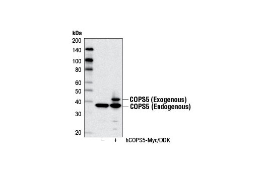 Western Blotting Image 2: COPS5 Antibody