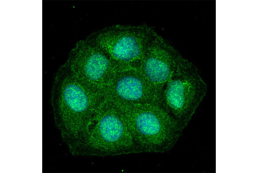 Immunofluorescence Image 1: COPS5 Antibody