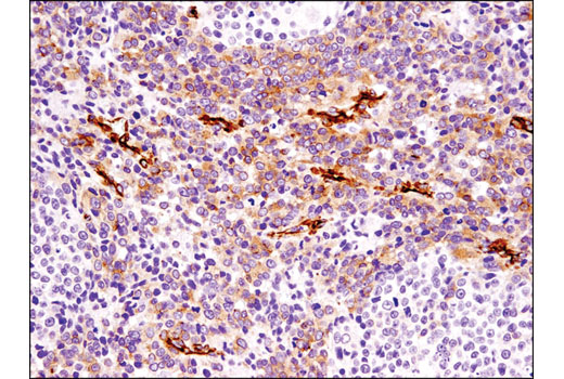Immunohistochemistry Image 1: Cavin-1 (D1P6W) Rabbit mAb