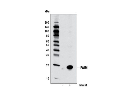 Western Blotting Image 1: FAIM Antibody