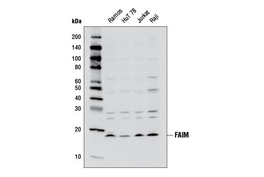 Western Blotting Image 2: FAIM Antibody