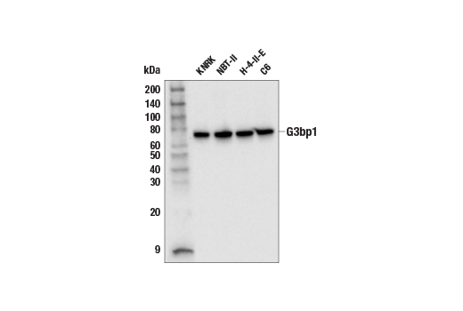 Western Blotting Image 2: G3bp1 Antibody