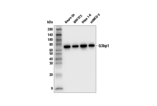 Western Blotting Image 1: G3bp1 Antibody