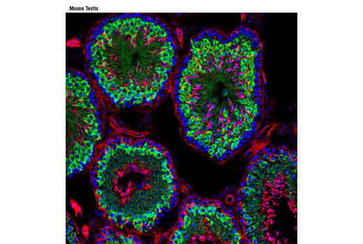 Immunofluorescence Image 1: Miwi (D92B7) XP® Rabbit mAb