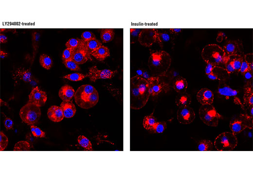 Immunofluorescence Image 1: IRAP (D7C5) XP® Rabbit mAb