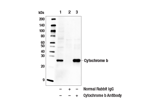Immunoprecipitation Image 1: Cytochrome b Antibody