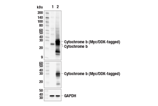Western Blotting Image 2: Cytochrome b Antibody