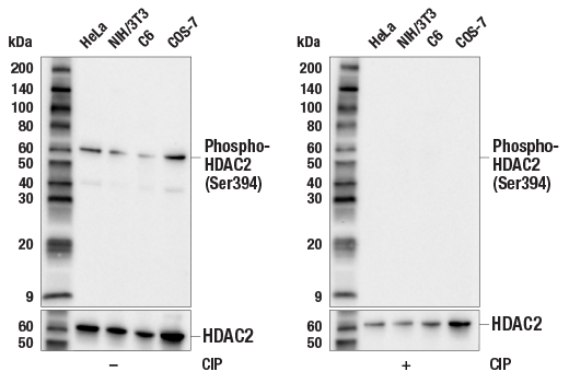  Image 6: PhosphoPlus® HDAC2 (Ser394) Antibody Duet