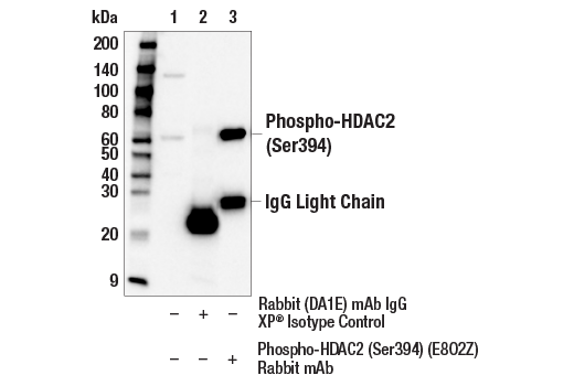  Image 8: PhosphoPlus® HDAC2 (Ser394) Antibody Duet
