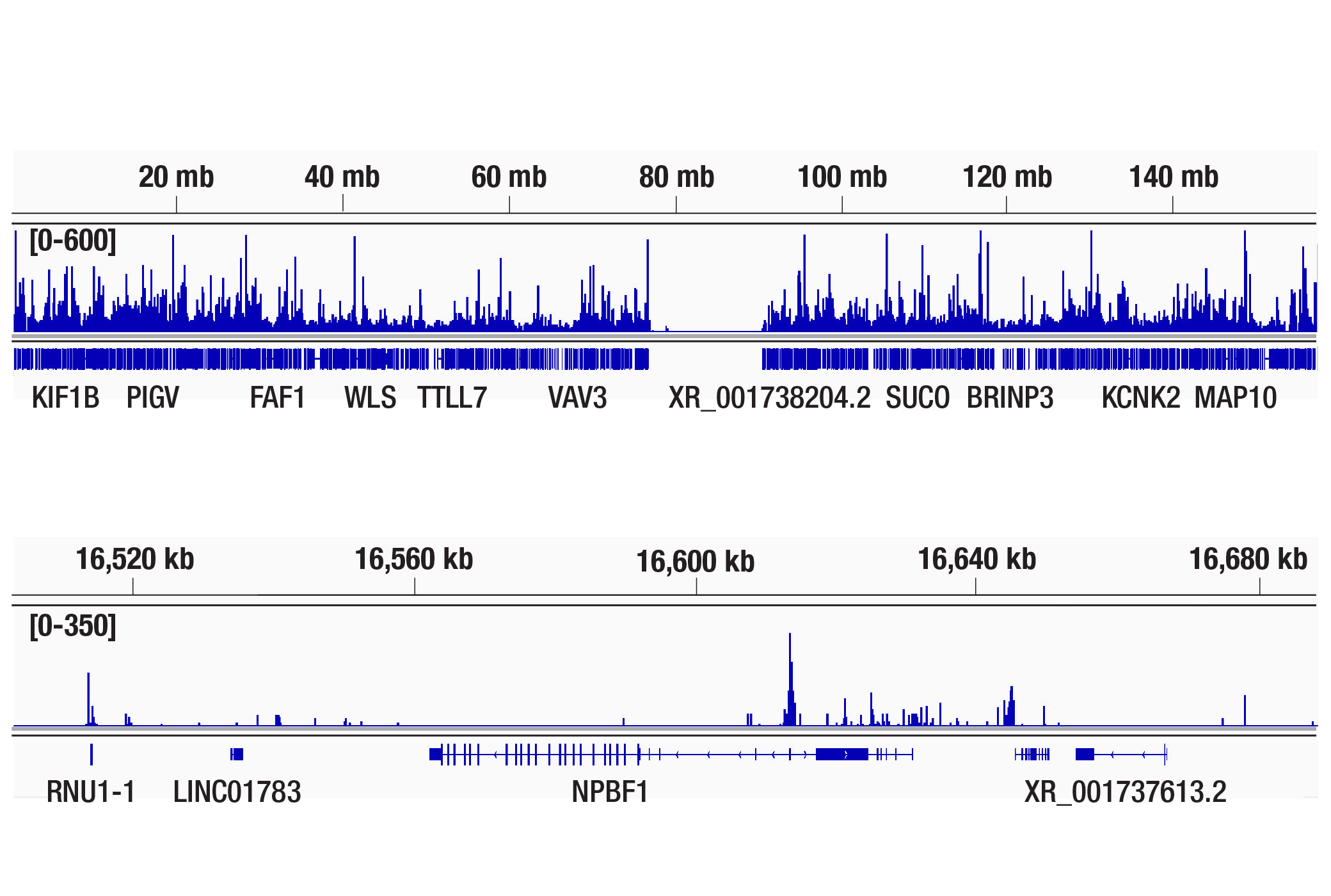 CUT and Tag Image 2: Phospho-HDAC2 (Ser394) (E8O2Z) Rabbit mAb