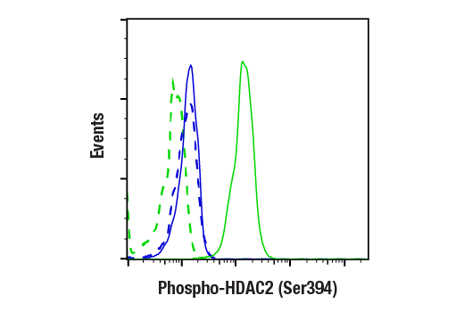  Image 1: PhosphoPlus® HDAC2 (Ser394) Antibody Duet